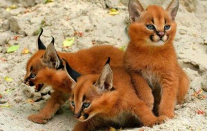 แคราแคล(Caracal)  แมวป่าที่น่ารักที่สุดในโลก